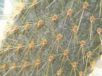 Opuntia galapageia (fam Cactacees) (Galapagos, Equateur) (4) (Photo F. Mrugala)